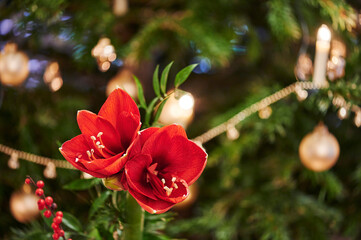 Bouquet of red Amaryllis (Amaryllidaceae), plant genus St. Joseph's lilies (Hippeastrum), in front...