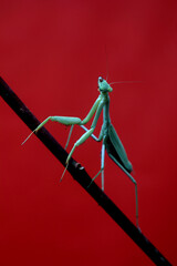 Detailed Green Praying Mantis on Red Background