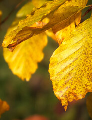 Close up of autumnal leaves. Nature background.
