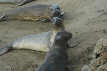 Leone Marino sulle spiagge della california