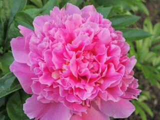 Pink big flowers peony