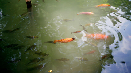 goldfish in the pond