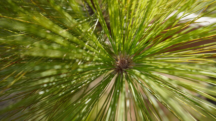 Close-up de las hojas del pino (acículas)