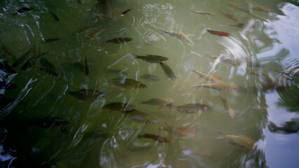carp fish swimming in a pond