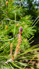 Piccola piccola pigna