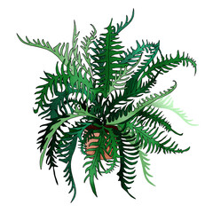 Houseplant fern illustration for decorating booklets, brochures, stands, leaflets,  web sites, sites, gadgets, souvenirs, packaging design, invitation, wrapping.