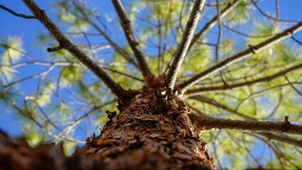 Macro de árbol de pino