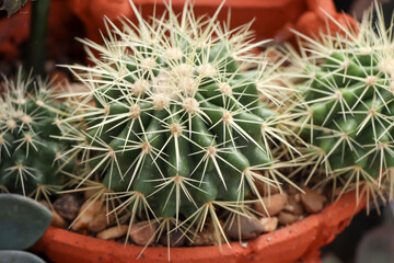 Cactus are growing up in garden