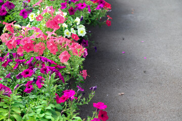 Petunia hybrida Vilm flower are blooming in the garden 