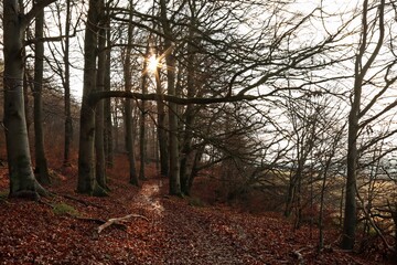 Buchenwald im Winter im Gegenlicht