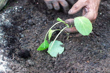 seedlings in hand before planting