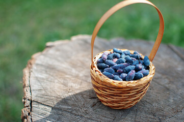 Fototapeta na wymiar basket of berries on the stump
