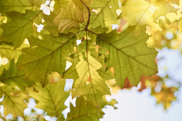 Autumn oak leaves. Bright natural yellow-green background with sunny reflection.