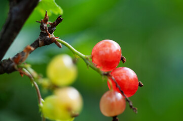 ripe and unripe berries on a branch