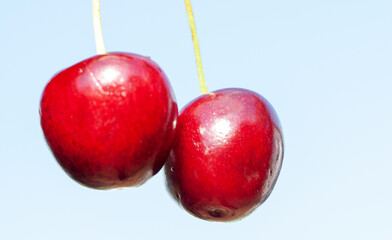 ripe cherry on blue background