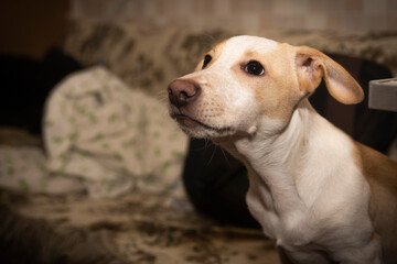 Jack Russell puppy resting on the bed