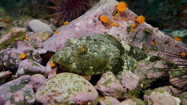 A Pacific Staghorn Sculpin trying to stay camouflaged to the rocks not bothered by me filming him. Filmed on Quadra Island, BC
Panasonic GH5
Aquatica Digital Housing
Big Blue 10,000 Lumen Video Lights