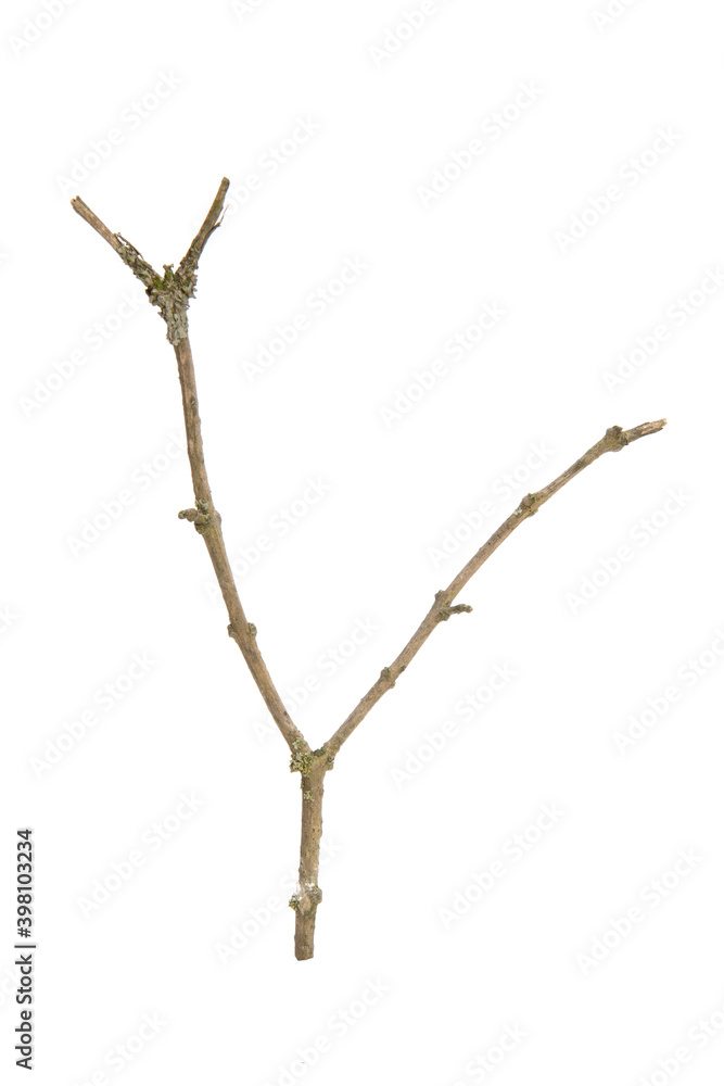 Poster tree branch without leaves isolated on white background