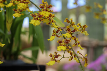 Orchids blooming on the tree