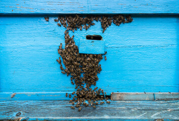 Many bees sit on the hive