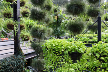 Golden pothos are growing up in the garden