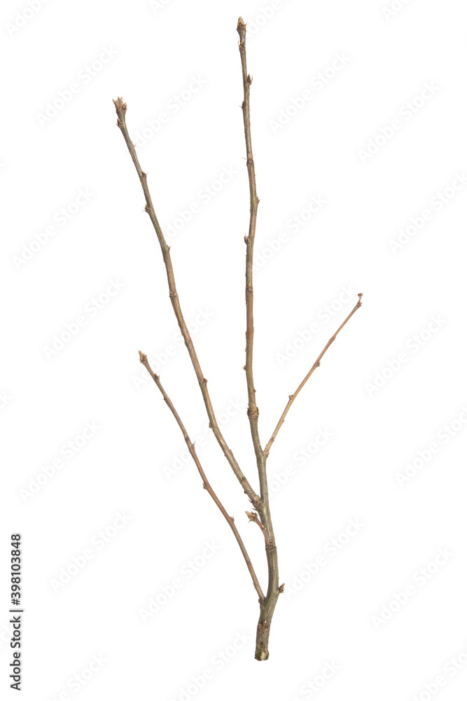 Poster tree branch without leaves isolated on white background