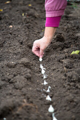 woman's hand is planting onions in the ground