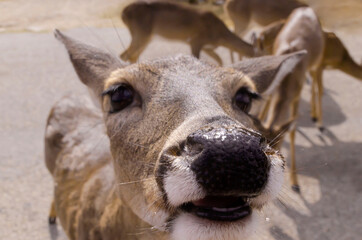 Wet nose deer