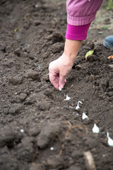woman's hand is planting onions in the ground