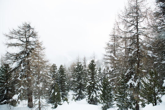 Forest in the winter, pine trees.