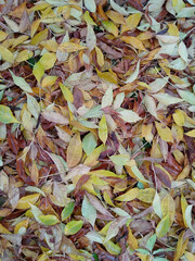 Top view of fallen leaves covering the ground