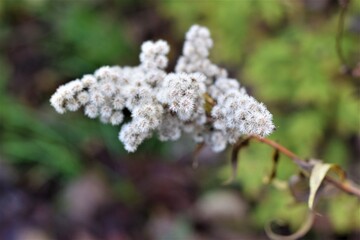 Withered shrub against a gray-green blurred background