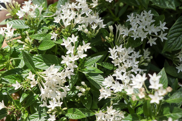 Pentas lanceolata Flower are blooming in the garden 