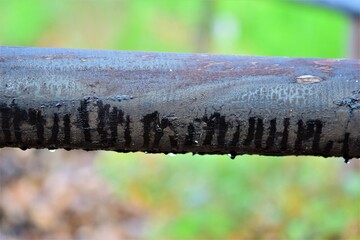 Close-up of a wooden black pasture fence against a blurred background