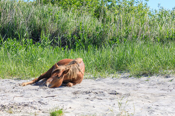 tired sick horse resting on the sand on a summer day