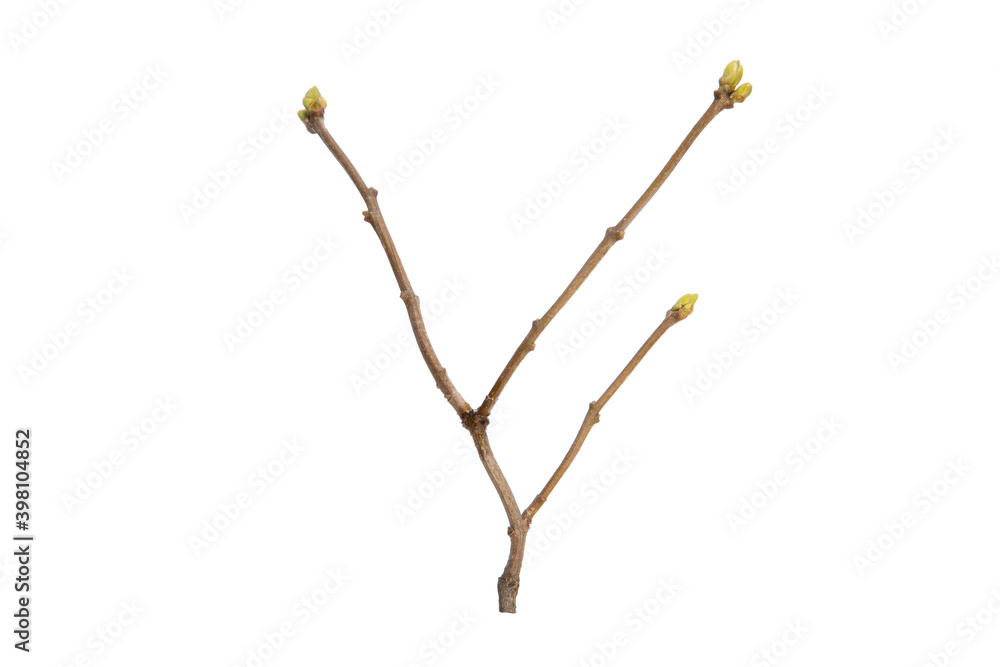 Poster tree branch without leaves isolated on white background