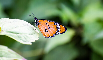 butterfly on leaf