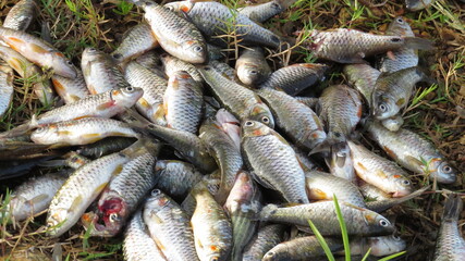 small silver fishes removed from fishing net