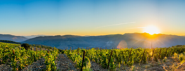 Fototapeta premium Land planted with vines for the wine harvest