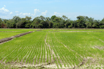 Fototapeta na wymiar Rice plantation under blue sky