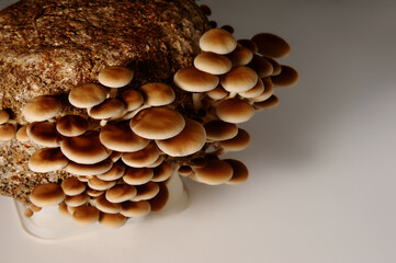 Honey mushrooms in mushrooms farm grow together in groups. Food industry. Mycelium bloc of Cyclocybe aegerita (Yanagi-matsutake), top view, closeup.