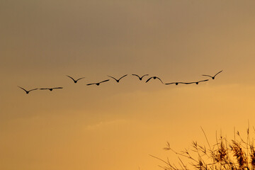 flock of birds flying over in the sunset, Kwando river Namibia and Botswana border