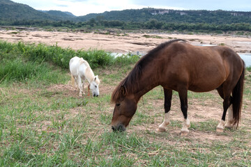 horse eating grass on the mound.