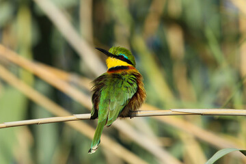 bee eater bird near Kwando river Namibia (on the border with Botswana)