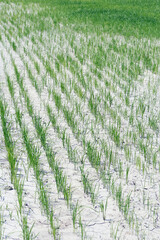 Closeup of growing rice paddy