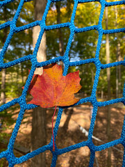 Small Maple leaf stuck in blue net