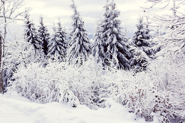 the spruces in winter
