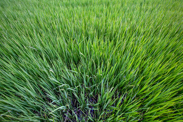 Fototapeta na wymiar Closeup of growing rice paddy