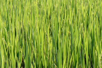 Fototapeta na wymiar Closeup of rice paddy with ears in detail