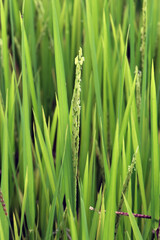 Closeup of rice paddy with ears in detail